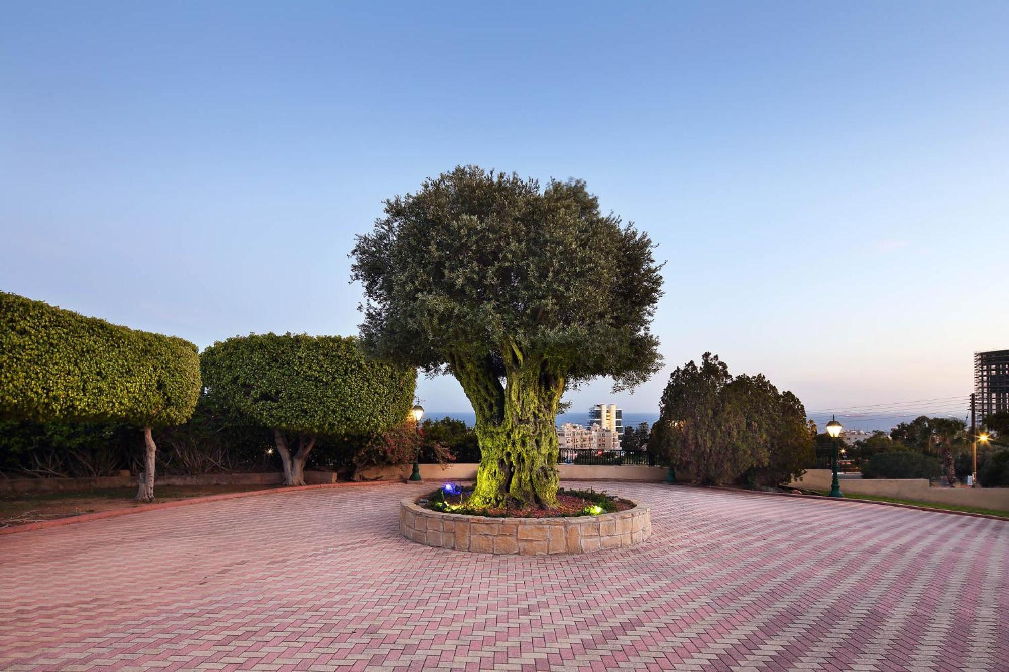 Olive Tree Apartments リマソール エクステリア 写真